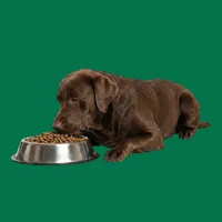 Dog Food