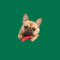 Dog Accessories