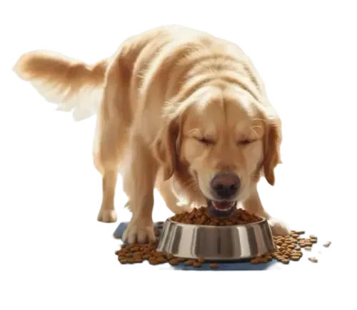 Happy dog eating