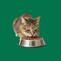 Cat Food