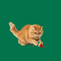 Cat Accessories